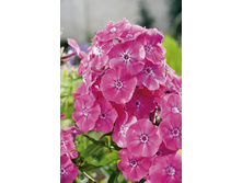 Phlox Pink Attraction 207 �. �� 5 ��..jpg