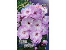 Phlox Pink Lady 315,10�. �� 5 ��..jpg