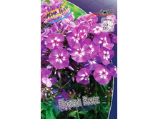 Phlox Purple Kiss 315,10�. �� 5 ��..jpg