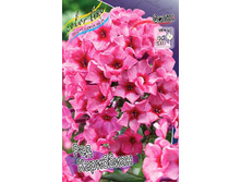 Phlox Red Caribbean 315,10�. �� 5 ��..jpg