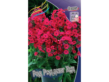 Phlox Red Ridding Hood 207 �. �� 5 ��..jpg