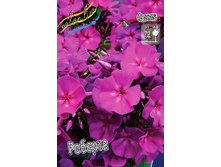Phlox Roberta 315�. �� 5 ��..jpg