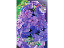 Phlox Sky Scarper 224�. �� 5 ��..jpg