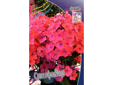 Phlox Spitfire 181,5 �. �� 5 ��..jpg