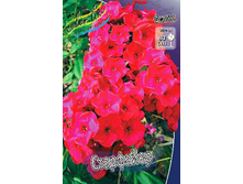Phlox Starfire 181,5 �. �� 5 ��..jpg