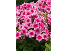 Phlox Stars and Stripes 315,10�. �� 5 ��..jpg