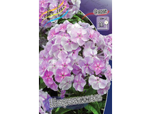 Phlox Sternhimmel 309�. �� 5 ��..jpg