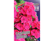 Phlox Strawberry Daquiry 339,4�. �� 5 ��..jpg