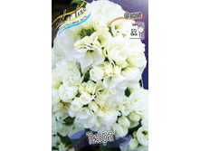 Phlox Tiara 339,4 �. �� 3 ��..jpg