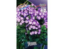 Phlox Uspech 173�. �� 5 ��..jpg
