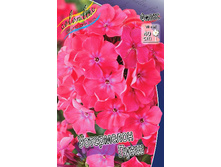 Phlox Watermelon Punch 315,10�. �� 5 ��..jpg