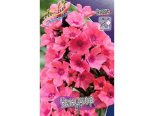 Phlox Windsor 147,5 �. �� 5 ��..jpg