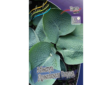 Hosta Abiqua Drinking Gourd 284,7�. �� 5 ��..jpg