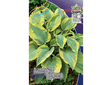 Hosta Alvatine Taylor 224 �. �� 5 ��.jpg