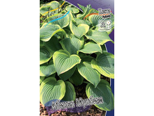 Hosta Abiqua Moonbeam 284,7�. �� 5 ��.jpg