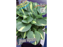 Hosta Ann Kulpa 254,4 �. �� 2 ��.jpg