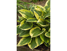 Hosta Anne 211,9 �. �� 3 ��.jpg