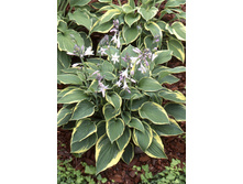 Hosta Aureomarginata (fortunei) 152,4 �. �� 5 ��.jpg