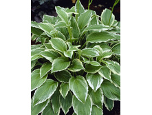 Hosta Albomarginata (undulata) 164,5 �. �� 5 ��.jpg