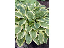 Hosta Austin Dickinson 284,7�. �� 5 ��.jpg