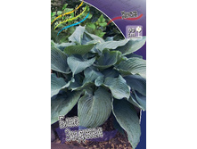 Hosta Blue Angel 211,9 �. �� 3 ��.jpg