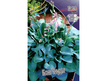 Hosta Blue Cadet 181,5 �. �� 5 ��.jpg