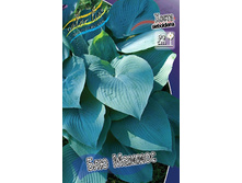 Hosta Blue Mammoth 375,8 �. �� 3 ��.jpg