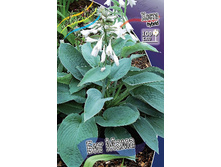 Hosta Big Mama 254,4 �. �� 2 ��.jpg