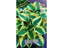 Hosta Brim Cup 230,10 �. �� 3 ��.jpg