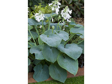 Hosta Bressingham Blue 242,2 �. �� 5 ��.jpg