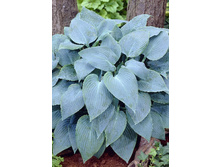 Hosta Canadian Blue 284,7�. �� 5 ��.jpg