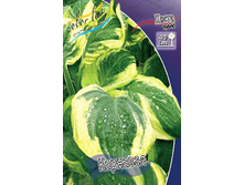 Hosta Carnival 284,7�. �� 5 ��.jpg