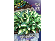 Hosta Chain Lightning 278,7 �. �� 2 ��.jpg