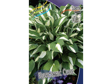 Hosta Christmas Song 278,7 �. �� 2 ��.jpg