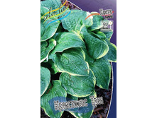 Hosta Christmas Tree 224�. �� 5 ��.jpg