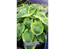 Hosta Climax 254,4 �. �� 2 ��.jpg