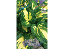 Hosta Center Of Attention 254,4 �. �� 2 ��.jpg