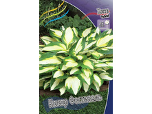 Hosta Color Festival 278,7�. �� 2 ��.jpg