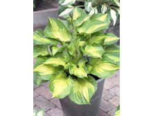 Hosta Dance With Me 310,2�. �� 2 ��.jpg