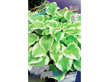 Hosta Delta Dawn 211,9 �. �� 3 ��.jpg