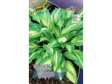 Hosta Cherry Berry 211,9 �. �� 3 ��.jpg