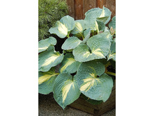 Hosta Dream Weaver 254,4 �. �� 2 ��.jpg