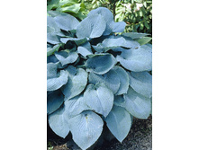 Hosta Elegans (sieboldiana) 224�. �� 5 ��.jpg