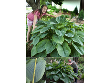 Hosta Empress Wu 388�. �� 2 ��.jpg