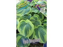 Hosta Earth Angel 193,7 �. �� 2 ��.jpg