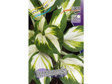 Hosta Enterprise 412,3 �. �� 3 ��.jpg
