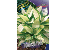 Hosta Eskimo Pie 436,5�. �� 2 ��.jpg