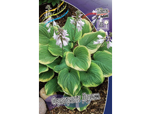 Hosta Fragrant Dream 211,9 �. �� 3 ��.jpg