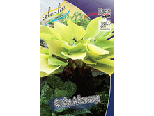 Hosta Fire Island 402,5�. �� 2 ��.jpg
