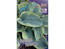 Hosta Frances Williams 224 �. �� 5 ��.jpg